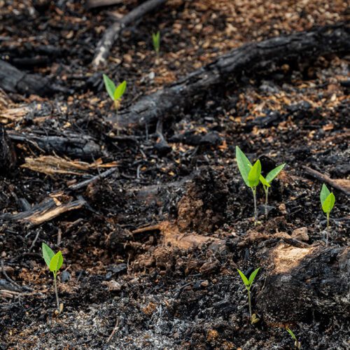 Small, green, plant sprouts peeking up through the ash-riddled soil, beginning to grow.