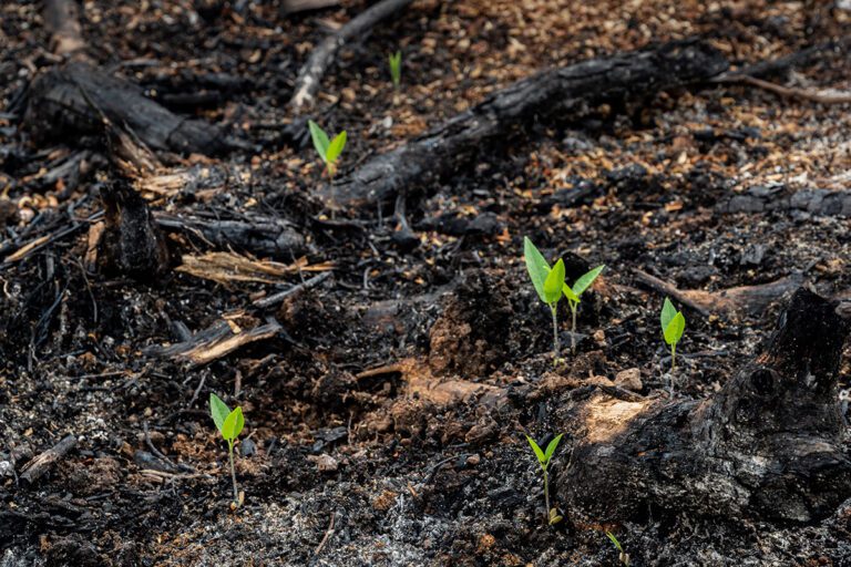 Small, green, plant sprouts peeking up through the ash-riddled soil, beginning to grow.
